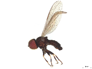  ( - BIOUG26623-A01)  @11 [ ] CreativeCommons - Attribution (2025) CBG Photography Group Centre for Biodiversity Genomics