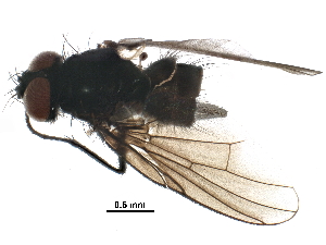  ( - BIOUG26623-D11)  @13 [ ] CreativeCommons - Attribution (2016) CBG Photography Group Centre for Biodiversity Genomics