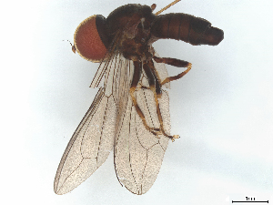  ( - BIOUG26782-B11)  @11 [ ] CreativeCommons - Attribution (2025) CBG Photography Group Centre for Biodiversity Genomics