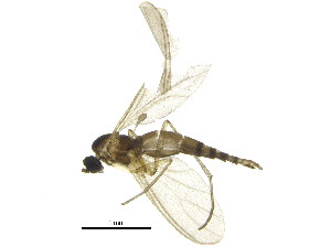  ( - BIOUG26790-D07)  @14 [ ] CreativeCommons - Attribution (2016) CBG Photography Group Centre for Biodiversity Genomics