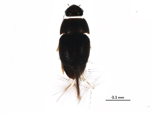  ( - BIOUG27502-C10)  @12 [ ] CreativeCommons - Attribution (2017) CBG Photography Group Centre for Biodiversity Genomics