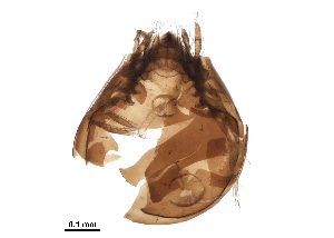  ( - BIOUG27596-B03)  @13 [ ] CreativeCommons - Attribution (2016) CBG Photography Group Centre for Biodiversity Genomics