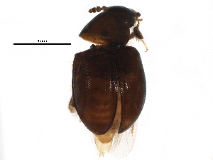  (Hydnobius substriatus - BIOUG24637-D04)  @14 [ ] CreativeCommons - Attribution (2016) CBG Photography Group Centre for Biodiversity Genomics