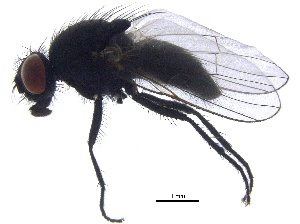  ( - BIOUG26264-A09)  @11 [ ] CreativeCommons - Attribution (2016) CBG Photography Group Centre for Biodiversity Genomics