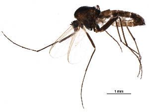  (Metriocnemus eurynotus - BIOUG27571-F07)  @14 [ ] CreativeCommons - Attribution (2016) CBG Photography Group Centre for Biodiversity Genomics