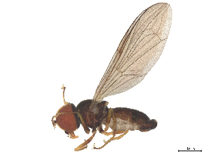  ( - BIOUG26190-F12)  @11 [ ] CreativeCommons - Attribution (2025) CBG Photography Group Centre for Biodiversity Genomics