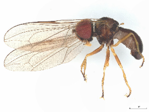  ( - BIOUG27173-C10)  @11 [ ] CreativeCommons - Attribution (2025) CBG Photography Group Centre for Biodiversity Genomics