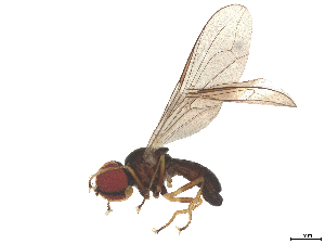  ( - BIOUG27173-D05)  @11 [ ] CreativeCommons - Attribution (2025) CBG Photography Group Centre for Biodiversity Genomics