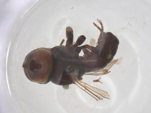  ( - BIOUG27079-B02)  @11 [ ] CreativeCommons - Attribution Share - Alike (2025) Centre for Biodiversity Genomics Centre for Biodiversity Genomics