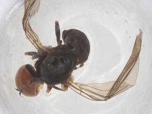  ( - BIOUG27105-E02)  @11 [ ] CreativeCommons - Attribution Share - Alike (2025) Centre for Biodiversity Genomics Centre for Biodiversity Genomics