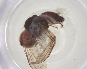  ( - BIOUG27471-C04)  @11 [ ] CreativeCommons - Attribution Share - Alike (2025) Centre for Biodiversity Genomics Centre for Biodiversity Genomics