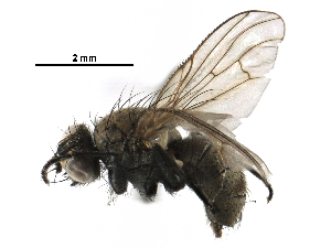  ( - BIOUG27472-B04)  @13 [ ] CreativeCommons - Attribution (2016) CBG Photography Group Centre for Biodiversity Genomics