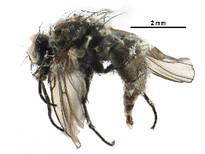  ( - BIOUG27472-B05)  @11 [ ] CreativeCommons - Attribution (2016) CBG Photography Group Centre for Biodiversity Genomics