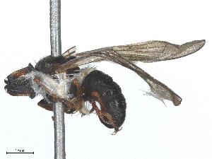  ( - BIOUG27473-B10)  @11 [ ] CreativeCommons - Attribution Share - Alike (2025) CBG Photography Group Centre for Biodiversity Genomics