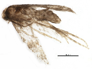  ( - BIOUG05739-B07)  @12 [ ] CreativeCommons - Attribution (2015) CBG Photography Group Centre for Biodiversity Genomics