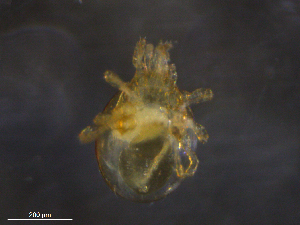  ( - BIOUG06238-B12)  @11 [ ] CreativeCommons - Attribution (2019) CBG Photography Group Centre for Biodiversity Genomics