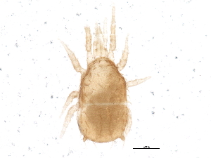  (Asca sp. JCS11 - BIOUG06270-F03)  @14 [ ] CreativeCommons - Attribution (2014) CBG Photography Group Centre for Biodiversity Genomics