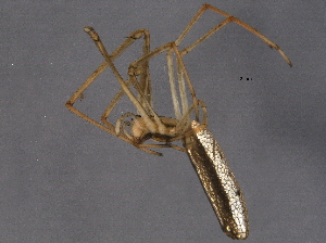  ( - BIOUG06154-G09)  @12 [ ] CreativeCommons - Attribution (2014) CBG Photography Group Centre for Biodiversity Genomics