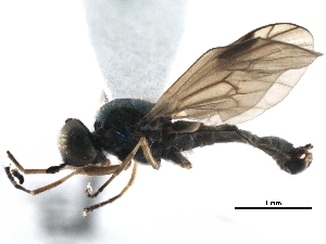  (Beris - BIOUG06447-H10)  @14 [ ] CreativeCommons - Attribution (2015) CBG Photography Group Centre for Biodiversity Genomics