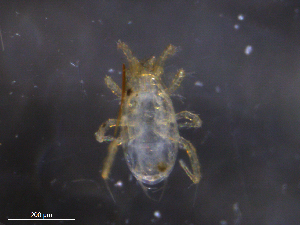  ( - BIOUG06514-C03)  @11 [ ] CreativeCommons - Attribution (2019) CBG Photography Group Centre for Biodiversity Genomics