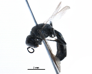  ( - BIOUG06524-B11)  @13 [ ] CreativeCommons - Attribution (2016) CBG Photography Group Centre for Biodiversity Genomics