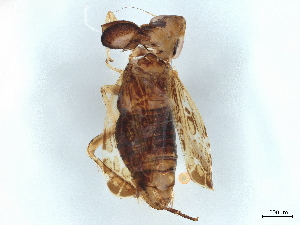  ( - BIOUG09175-C05)  @11 [ ] CreativeCommons - Attribution (2022) CBG Photography Group Centre for Biodiversity Genomics