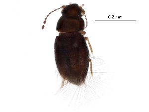  ( - BIOUG08387-G12)  @14 [ ] CreativeCommons - Attribution (2017) CBG Photography Group Centre for Biodiversity Genomics
