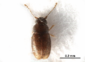  ( - BIOUG08387-H03)  @12 [ ] CreativeCommons - Attribution (2017) CBG Photography Group Centre for Biodiversity Genomics