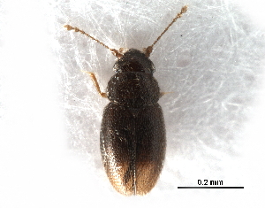  ( - BIOUG08387-H07)  @12 [ ] CreativeCommons - Attribution (2017) CBG Photography Group Centre for Biodiversity Genomics