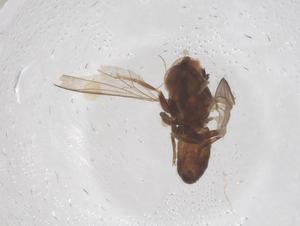  ( - BIOUG09085-B02)  @11 [ ] CreativeCommons - Attribution Share - Alike (2025) Centre for Biodiversity Genomics Centre for Biodiversity Genomics