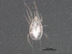  (Amblyseius sp. JCS12 - BIOUG26284-F05)  @14 [ ] CreativeCommons - Attribution (2016) CBG Photography Group Centre for Biodiversity Genomics