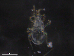  ( - BIOUG26462-D10)  @11 [ ] CreativeCommons - Attribution (2019) CBG Photography Group Centre for Biodiversity Genomics