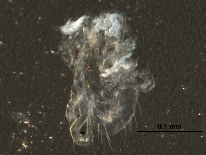  ( - BIOUG26462-F07)  @12 [ ] CreativeCommons - Attribution (2016) CBG Photography Group Centre for Biodiversity Genomics