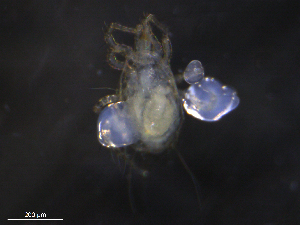  ( - BIOUG26607-H05)  @11 [ ] CreativeCommons - Attribution (2019) CBG Photography Group Centre for Biodiversity Genomics