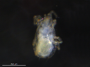  ( - BIOUG26649-H10)  @11 [ ] CreativeCommons - Attribution (2019) CBG Photography Group Centre for Biodiversity Genomics