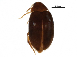  ( - BIOUG26978-H08)  @13 [ ] CreativeCommons - Attribution (2016) CBG Photography Group Centre for Biodiversity Genomics
