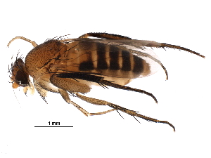  (Chaetopleurophora multiseriata - BIOUG27160-A05)  @14 [ ] CreativeCommons - Attribution (2016) CBG Photography Group Centre for Biodiversity Genomics