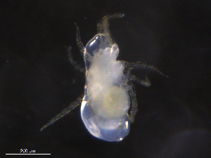  ( - BIOUG27164-E10)  @11 [ ] CreativeCommons - Attribution (2019) CBG Photography Group Centre for Biodiversity Genomics