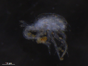  ( - BIOUG27164-F02)  @11 [ ] CreativeCommons - Attribution (2019) CBG Photography Group Centre for Biodiversity Genomics