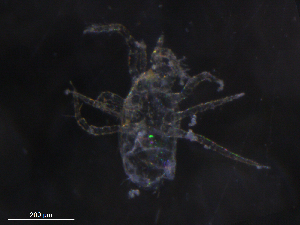  ( - BIOUG27165-G11)  @11 [ ] CreativeCommons - Attribution (2019) CBG Photography Group Centre for Biodiversity Genomics