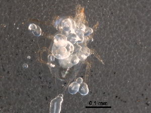  (Amblyseius sp. JCS23 - BIOUG27249-A12)  @13 [ ] CreativeCommons - Attribution (2016) CBG Photography Group Centre for Biodiversity Genomics