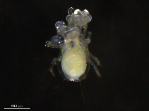  ( - BIOUG27249-B11)  @11 [ ] CreativeCommons - Attribution (2019) CBG Photography Group Centre for Biodiversity Genomics
