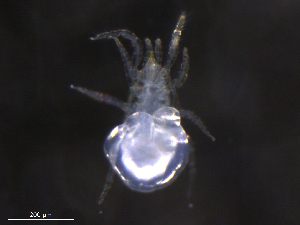  ( - BIOUG27249-C05)  @11 [ ] CreativeCommons - Attribution (2019) CBG Photography Group Centre for Biodiversity Genomics