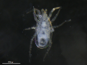  ( - BIOUG27249-G09)  @11 [ ] CreativeCommons - Attribution (2019) CBG Photography Group Centre for Biodiversity Genomics