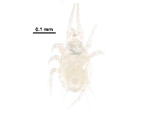  (Amblyseius sp. JCS14 - BIOUG27249-G10)  @13 [ ] CreativeCommons - Attribution (2016) CBG Photography Group Centre for Biodiversity Genomics