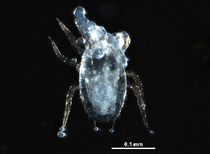  (Typhlodromus sp. JCS25 - BIOUG27456-C01)  @13 [ ] CreativeCommons - Attribution (2016) CBG Photography Group Centre for Biodiversity Genomics