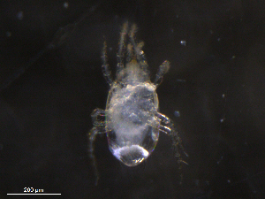  ( - BIOUG27456-D08)  @11 [ ] CreativeCommons - Attribution (2019) CBG Photography Group Centre for Biodiversity Genomics