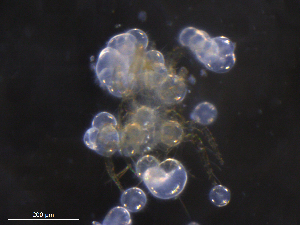  ( - BIOUG27456-F04)  @11 [ ] CreativeCommons - Attribution (2019) CBG Photography Group Centre for Biodiversity Genomics