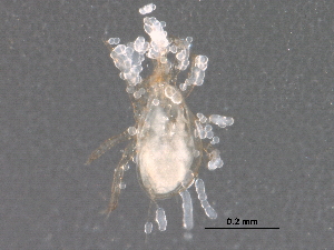  ( - BIOUG27458-A05)  @13 [ ] CreativeCommons - Attribution (2016) CBG Photography Group Centre for Biodiversity Genomics