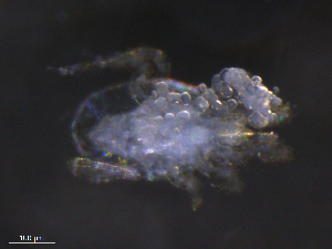  ( - BIOUG27458-B02)  @11 [ ] CreativeCommons - Attribution (2019) CBG Photography Group Centre for Biodiversity Genomics